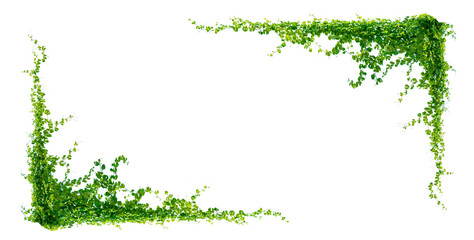 leaf vine Isolate on transparent background PNG file