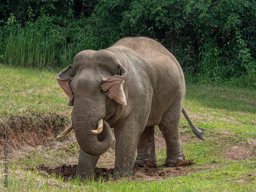 A big male elephant is enjoying eating salt licks.