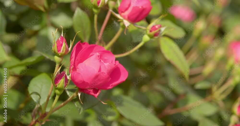 ピンクの薔薇の花と蕾 ピンクの薔薇の花と蕾
