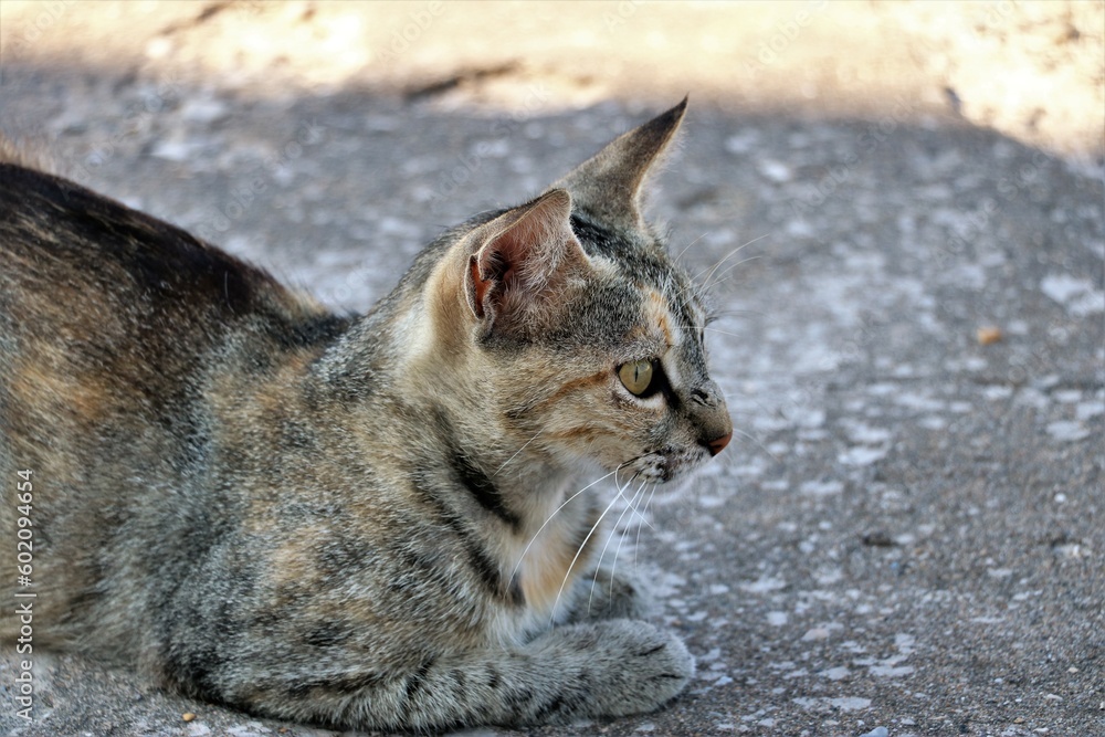 grey cat lying on the concrete floor and staring at something