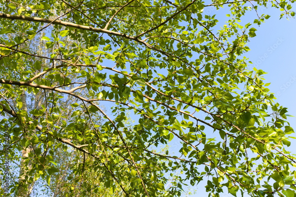 Fototapeta premium green leaves against blue sky