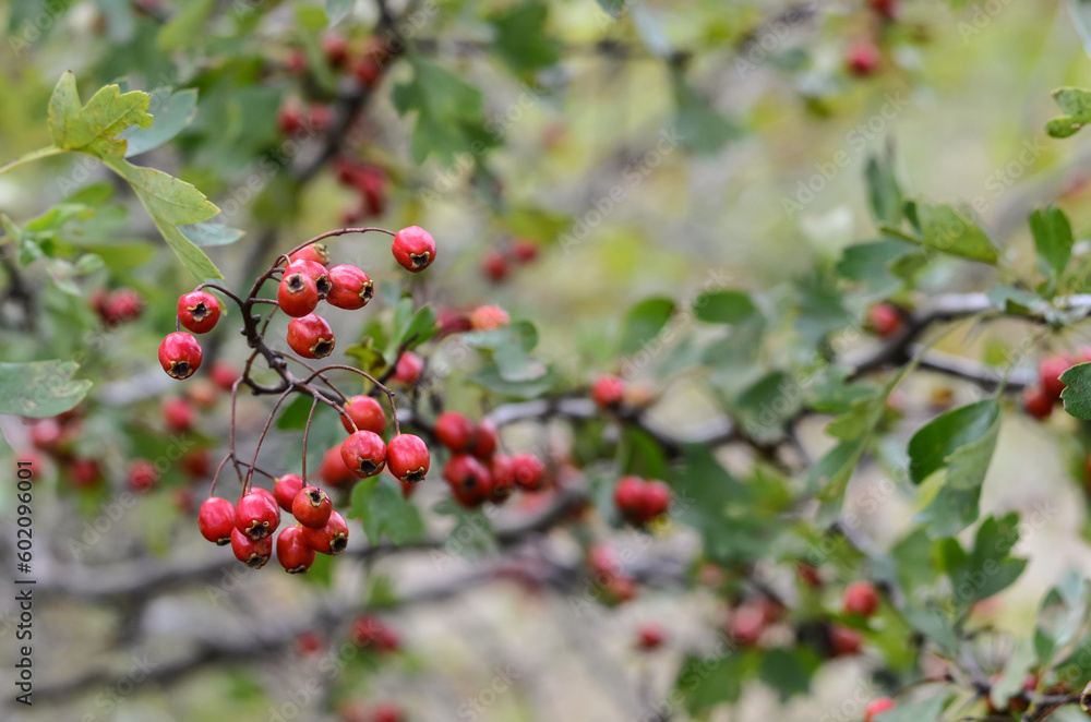 Small red berries on a tree branch on a blurred green background. Wild forest berries