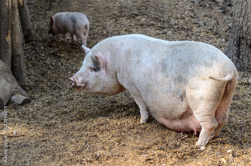 A large pig stands and looks around for food at the petting zoo. A large pig stands and looks around for food at the petting zoo.