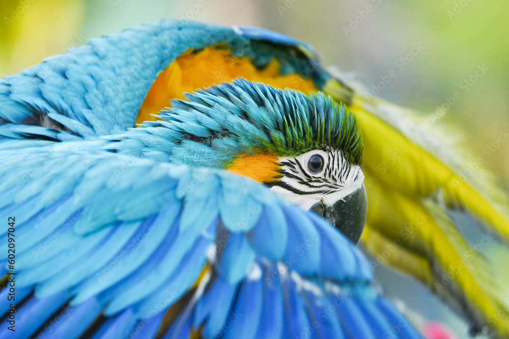 Obraz premium close up Blue and yellow macaw with green background.
