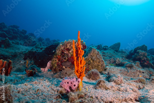 Wide angle view underwater with sponges and rocks photo