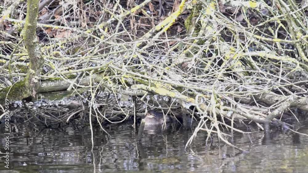 The bird is hiding in the bush. The little grebe (Tachybaptus ruficollis), also known as dabchick, is a member of the grebe family of water birds. Slow motion (120fps) The bird is hiding in the bush. The little grebe (Tachybaptus ruficollis), also known as dabchick, is a member of the grebe family of water birds. Slow motion (120fps)