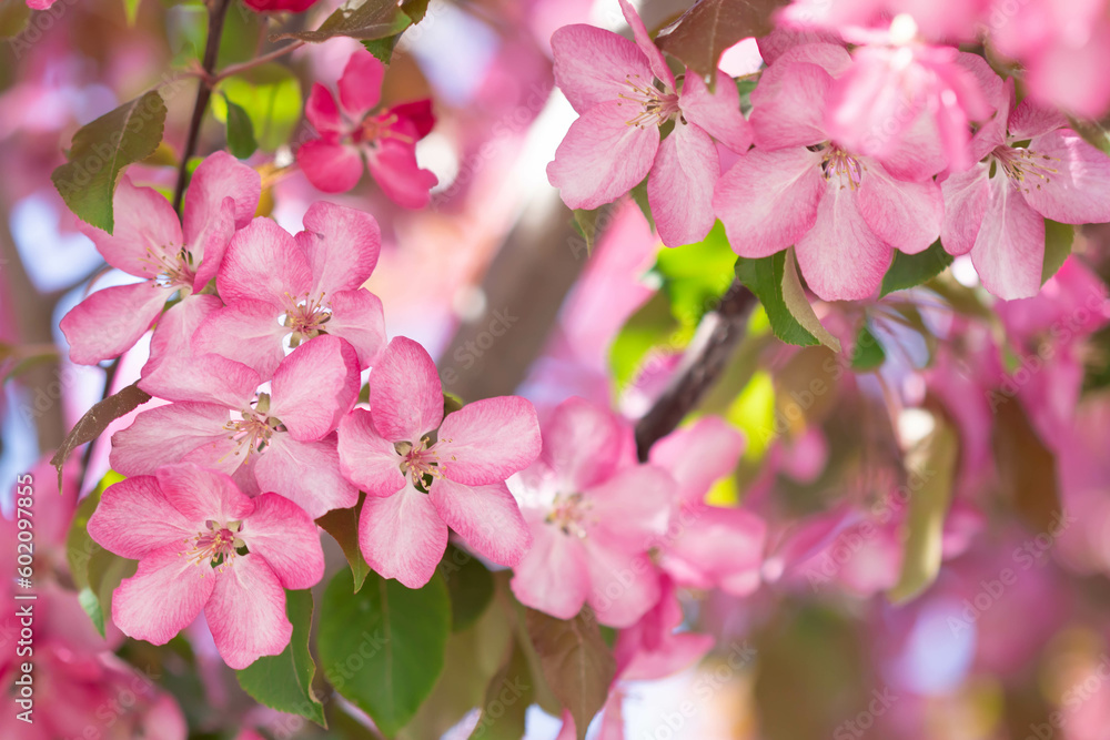 Obraz premium pink blossom in spring. Blossoming of an apple tree. Pink flowers on the apple tree.