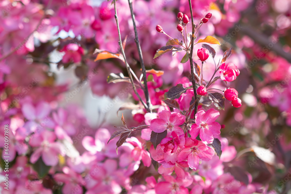 pink flowers. Blossoming of an apple tree. Pink flowers on the apple tree. pink flowers. Blossoming of an apple tree. Pink flowers on the apple tree.