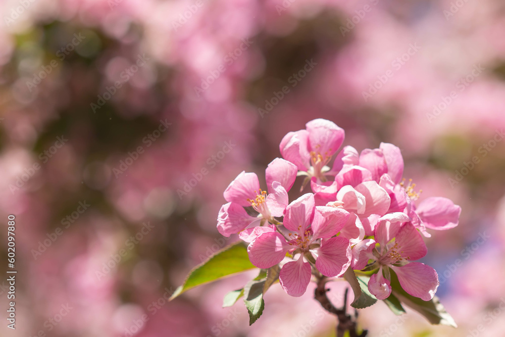 pink blossom. Blossoming of an apple tree. Pink flowers on the apple tree. pink blossom. Blossoming of an apple tree. Pink flowers on the apple tree.