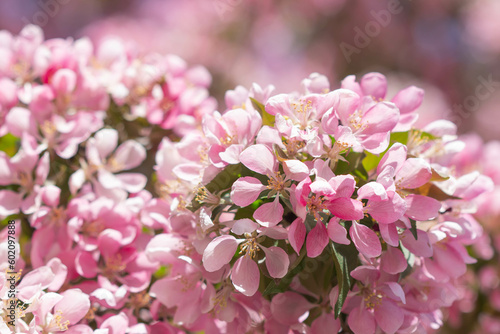 pink cherry blossom in spring. Blossoming of an apple tree. Pink flowers on the apple tree.