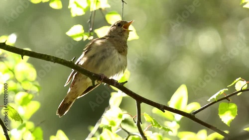 A nightingale sings on a branch. Green leaves glow in the sun. Back lighting. Close-up. Slow motion (120 fps). The thrush nightingale (Luscinia luscinia), also known as the sprosser. 