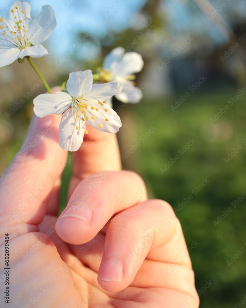 hand hold a white cherry blossom flower in spring hand hold a white cherry blossom flower in spring