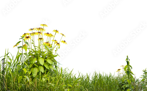 Isolated small grass field and yellows flowers on white background with clippings path, 3d illustrations rendering