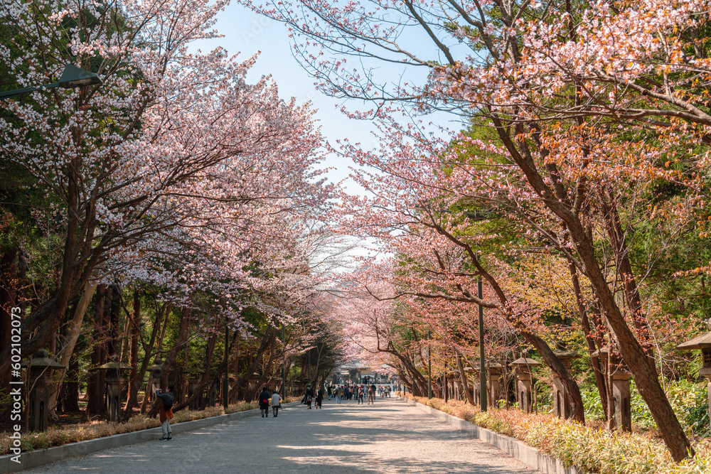 Hokkaido Shrine cherry blossom road at Maruyama park in Sapporo, Hokkaido, Japan