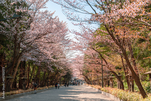 Obraz na płótnie Hokkaido Shrine cherry blossom road at Maruyama park in Sapporo, Hokkaido, Japan w salonie