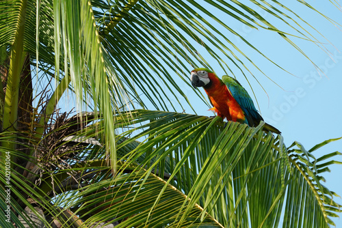 Catalina Macaw parrot bird on the coconut tree. photo