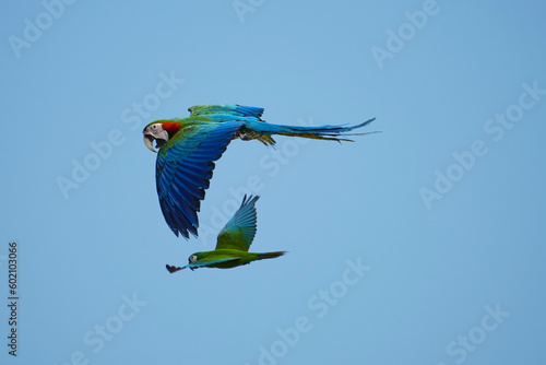 Catalina Macaw parrot bird free flying in sky. photo