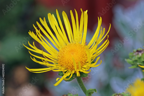 Elecampane yellow flower in close up
