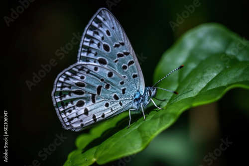 Wallpaper Mural Schmetterling mit Blumenvordergrund Torontodigital.ca