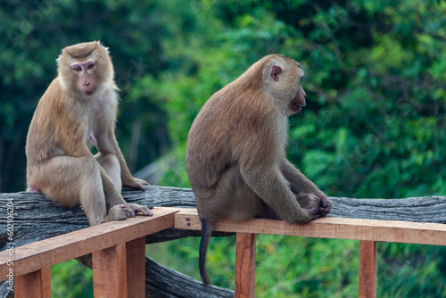 Two chimpanzee monkeys in the forest near the big buddha statue in thailand on phuket island © Aleksandr Kondratov