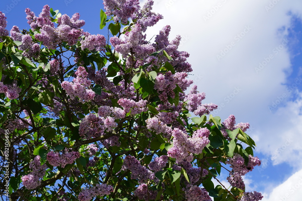 blue sky with white clouds in spring with lilac branches with purple flowers among green foliage in the park in the garden