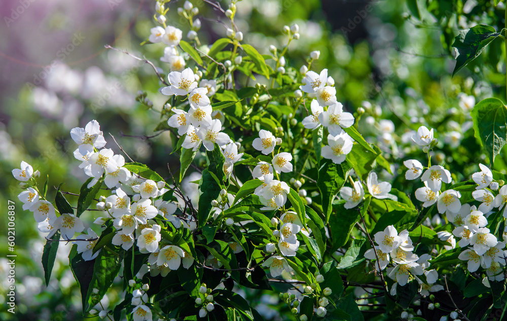 Jasmine blossom branch in the garden in spring
Jasmine blossom branch in the garden in spring