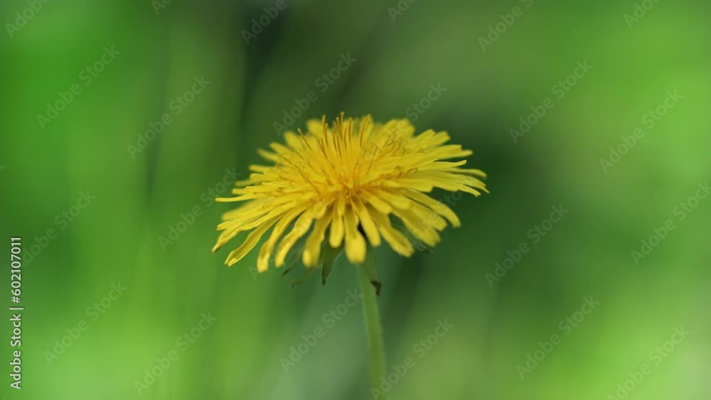 Springtime scene yellow dandelion at wild meadow Springtime scene yellow dandelion at wild meadow