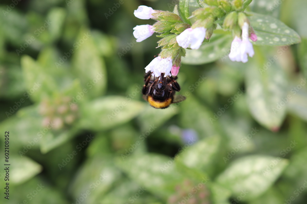 Bumblebee in the Springtime