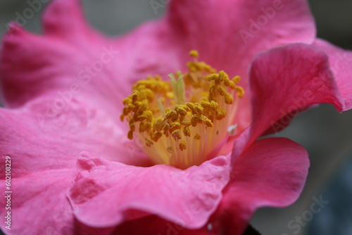 Flowers in the spring rain