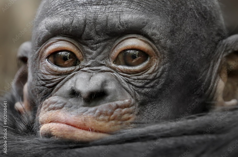 a little monkey a little monkey