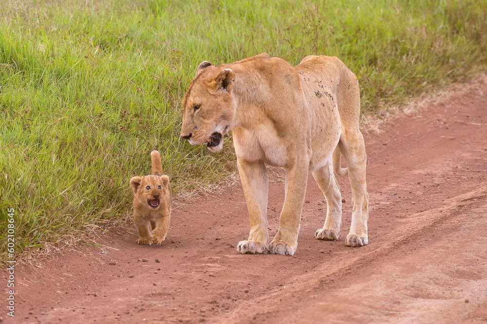 lioness looking at it's little lion lioness looking at it's little lion