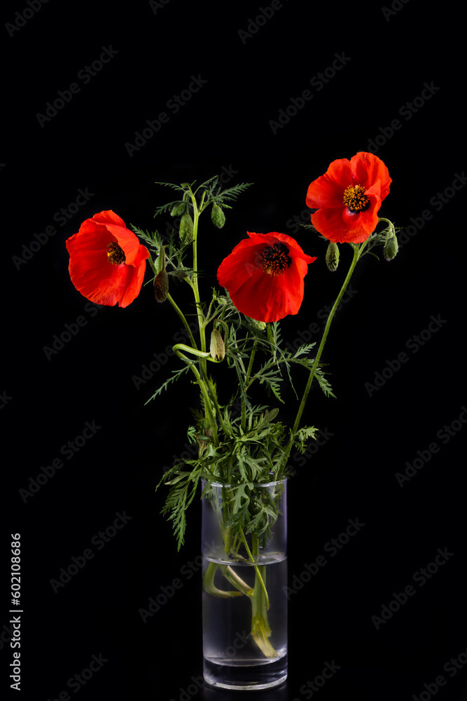 Red flowers of a blooming poppy on a black background Red flowers of a blooming poppy on a black background