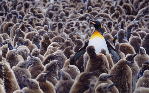 little penguins around a big one