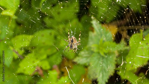 A cross spider in the middle of its web, macro photo, spider on spider web. The spider species Araneus diadematus called the European garden spider, diadem spider, orangie and crowned orb weaver.