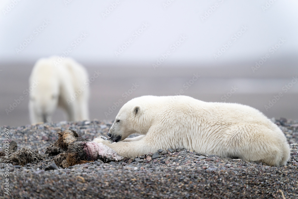 lonely polar bear in summer time on Svalbard lonely polar bear in summer time on Svalbard
