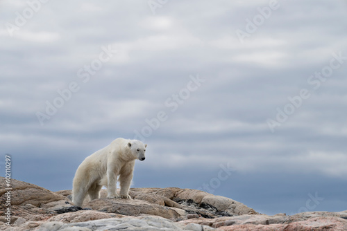 lonely polar bear in summer time on Svalbard