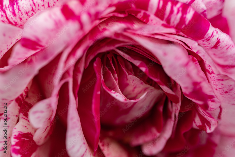 red and white rose petals red and white rose petals