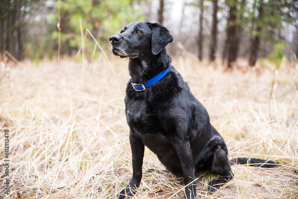 Stoic Black Lab in Forest