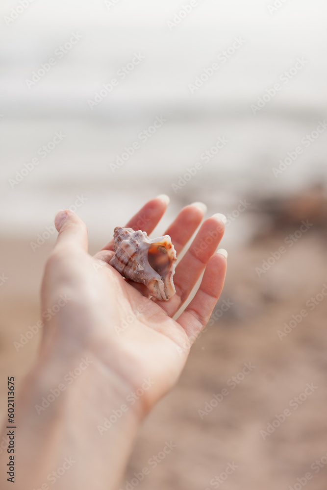 Hand holding a seashell at the beach