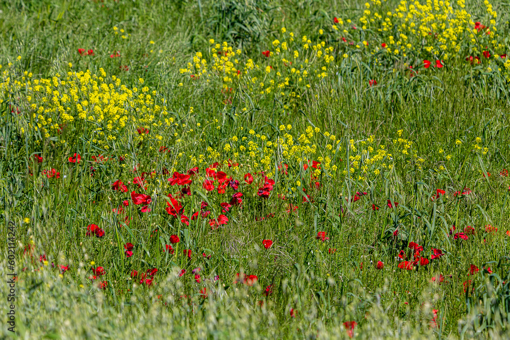 field of yellow and red flowers.poppy