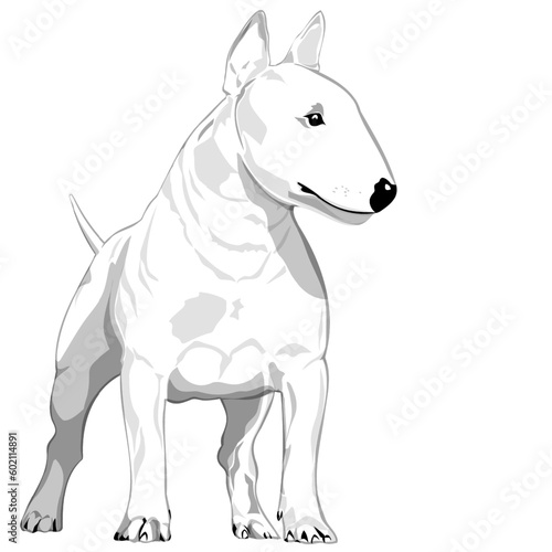 Dog of the bull terrier breed adult from the front very strong black and white in layered vector format ready to print
