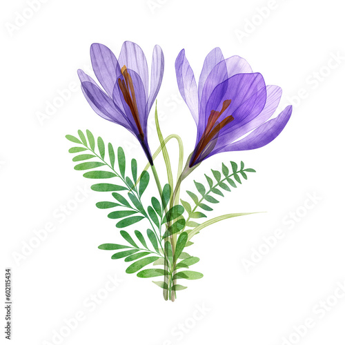 Crocus flowers  spring leaves bouquet  isolated on white. Translucent Saffron Crocus blossom watercolor flowers. Transparent floral arrangement