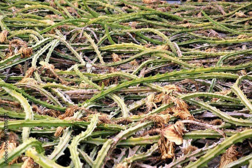 green cactus tendrils with dried cactus flowers