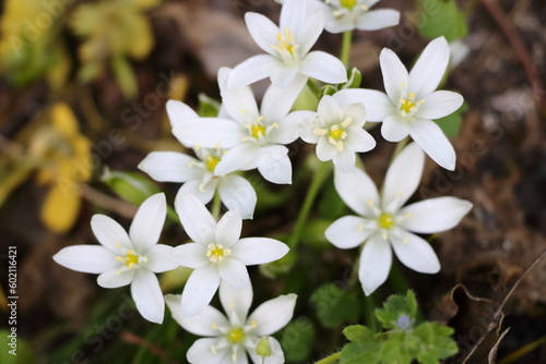 closeup of white wildflowers