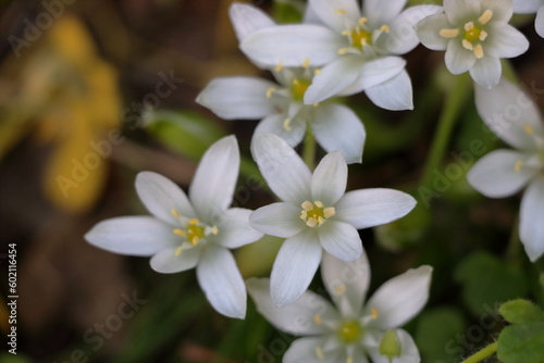 closeup of white wildflowers