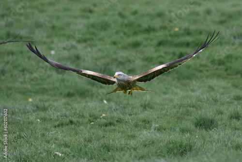 red kite flying towards the camera