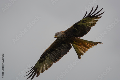 Red Kite in flight