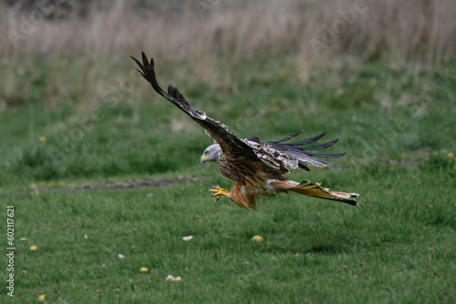 Red kite grasping for prey