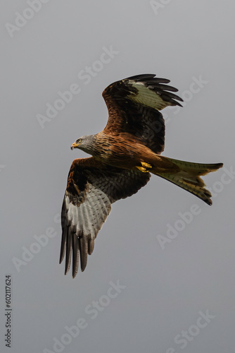 Red Kite