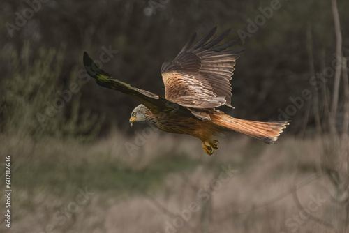 Red Kite